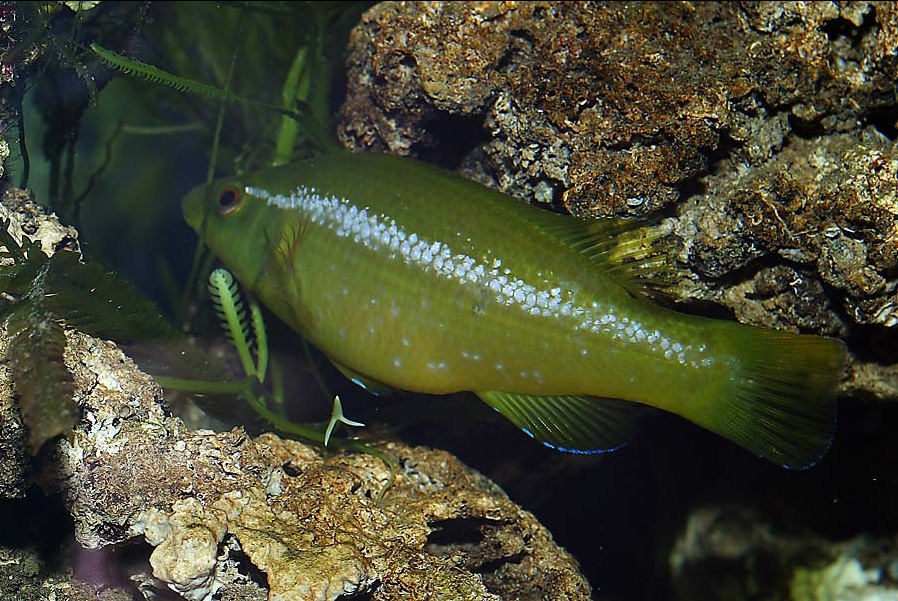 Labrus viridis (Tordo d'alga)